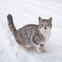 雪の日に外に出た猫。16歳になった現在の様子に…「まるで犬」「常識は当てはまらない」