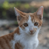 やせ細った子猫を保護した家族　1年後の様子に→「美しい猫」「人見知りだったのに」