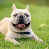 輪っかで遊ぶダックス　愛犬のブルドッグが真似した結果…→「思わず笑った」