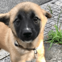 雑種の子犬を引き取った私　飼い始めた3ヶ月後…→まさかの変貌に「急激な成長」「可愛さは変わらない」