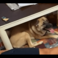 箱の中身が気になる愛犬　中身を取り出した瞬間⇒予想外の行動に「そんなに驚く？」「家族全員で大笑い」