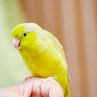 好奇心旺盛なインコ　帰宅すると”まさかの物”をくわえ…→「やってくれたなぁ！」「笑った」