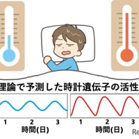 体内時計の仕組み: 高温で遺伝子活性の波形がひずむことで周期を保つという理論とその検証