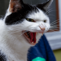 なぜか唸り声を出す猫　慌ててリビングにいった瞬間⇒まさかの行動に「強敵だ」「残念だったね」