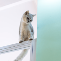 登るのが好きな愛猫　しかし”まさかの場所”に乗ってしまい⇒「ありがたい雰囲気」「思わず笑った」