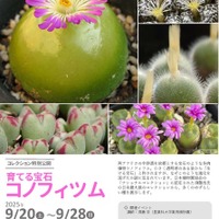 コレクション特別公開「育てる宝石・コノフィツム」