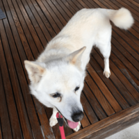 散歩に大喜びな愛犬　しかし、リードを付けた瞬間⇒玄関から”動かない理由”に「どっちなの？」「しっぽだけは元気」