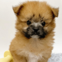 ペットショップで一目惚れした愛犬　昔の写真を見返すと⇒成長した後の変貌に「驚いた」「笑顔になった」