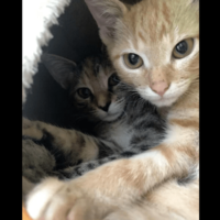 動物病院で…「鍵をかけたはずなのに！」愛猫の”まさかの行動”で⇒獣医「この子たちは頭がいい」