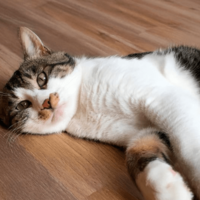 お腹が腫れている猫…慌てて病院へ行くと→獣医の“衝撃の一言”に「笑った」