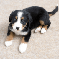 家に迎えたばかりの子犬…「クゥン」と鳴くので様子を見ると→予想外の姿に「心配しすぎやった」「思わず笑った」