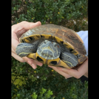 ベランダで飼っている亀　なぜかエレベーターの近くで発見⇒「なんでここに？！」亀がいた”まさかの理由”に驚愕