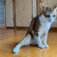2階のベランダから落ちた愛猫　病院では異常なく家に帰ると…⇒まさかの様子に「すごいな～」「甘えたかったのかな」