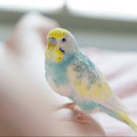 おしゃべりが上手なインコ　飼い主の腕に噛みつくと⇒インコの”まさかの一言”に「家族みんな大笑い」