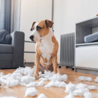仕事から帰宅した飼い主 部屋がぐちゃぐちゃで…⇒犬2匹の“反応の違い”に「思わず笑った」