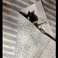 保護猫を飼う飼い主　猫がゴロゴロしていると⇒まさかの状態に「猫クレープ」「自分で包まった」