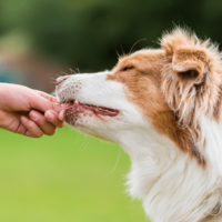 頭がよすぎる愛犬…家族がおやつをあげようとすると⇒まさかの先周りに「もしかしてAIなの?」