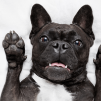 帰宅しても”お迎えしない愛犬”に違和感…心配で寝室を覗くと⇒愛犬「しまった!」まさかの行動に爆笑!?