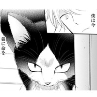 偏屈で人嫌いなミステリー作家の青年。新作の題材は…猫？ どこで出会ったの!?【同居人はひざ、時々、頭のうえ。 #１】