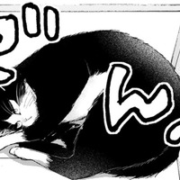 猫と同居しはじめたミステリー作家の青年。パソコンの上を陣取られてエサで釣る作戦を考えるが…【同居人はひざ、時々、頭のうえ。 #11】