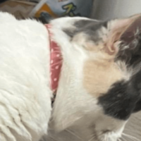 狭い空間が好きなマンチカン　床にズボンを置くと⇒猫の”予想外の姿”に「なにしてるの！」