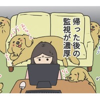 家に戻ると視線が集中、愛犬からの‟監視”包囲網。少し留守番させただけなのに…【おさんぽですし！　おしゃべり犬とイライラ猫の日記 #８】