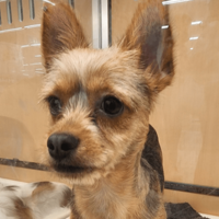 「おじさんみたい」8ヶ月売れ残りの犬　我が家に迎え入れると…⇒見違えるほど健康的な姿に「可愛くなった」