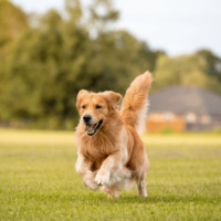 愛犬と散歩中…近所のお寺で池を発見⇒愛犬の”まさかの勘違い”で「思わず爆笑」