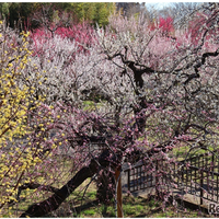 うめ園（2025年撮影）