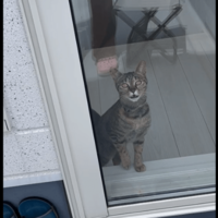 洗濯物でバタバタする飼い主　すると愛猫が勘違い！？⇒助けに来た姿に「動画撮ってよかった！」