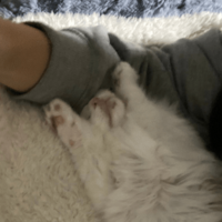 大人しい性格の子猫 保護してから1週間が経つと⇒まさかのポーズに「おっさんみたい」