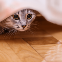 家の中から突然消えた猫　飼い主「どこいったの？」⇒ようやく”発見した場所”に「そりゃ分からん」