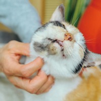 「今日もナデナデしてくれるかな～」鍼灸マッサージ治療院の看板猫・ミケちゃんのお仕事は？【ミケちゃんとやすらぎさん #３】