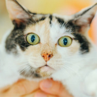 未確認飛行物体発見！ 真剣におもちゃのトンボで遊ぶ看板猫・ミケちゃんに注目【ミケちゃんとやすらぎさん #４】