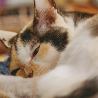 世界は優しさで溢れている！ 外猫だったミケちゃんを治療室内に迎え入れるまで【続 ミケちゃんとやすらぎさん #３】