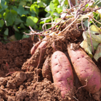 22歳の息子が泥だらけ！？70歳の祖母の“自慢げな様子”に⇒「言葉にできないほど幸せ」