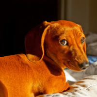 トイレに失敗した愛犬が驚きの行動に!? 自力で「証拠隠滅」を試みるも⇒目が合った瞬間の”反応”に「爆笑した」