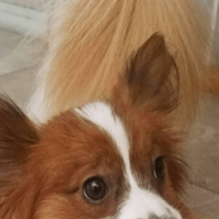 トイレから聞こえる謎の音 恐る恐る覗き込むと⇒愛犬の”衝撃の姿”に「おもちゃじゃないから!」