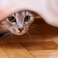 帰宅したら愛猫が消えた!?家中で名前を呼び、絶望した瞬間に⇒思わぬ場所から現れ「ここか」