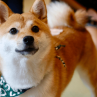 帰宅すると…リビングに散乱したクッション⇒柴犬の必死な行動に「バレバレだよ」