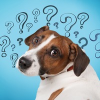 「尻尾を“脚”と呼んだ場合、犬の脚は何本?」著名投資家ウォーレン・バフェット氏が紹介したなぞなぞに隠された「おいしい話」に騙されないための考え方