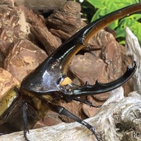ヘラクレスオオカブト