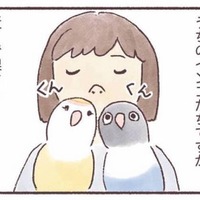 インコはどんなにおいがする？飼い主だけが知る、香りの変化【うちのインコたちは今日もおしゃべり #６】