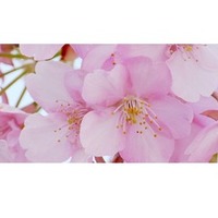 豊島岡女子学園