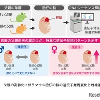 父親の高齢化に伴うマウス胎仔の脳の遺伝子発現変化と雌雄差