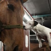 デフリンピック予選の試合、「馬と犬2匹が連続乱入」する