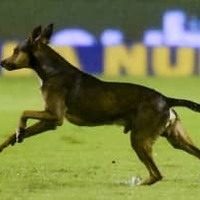 ボールが好き過ぎる犬が試合に乱入！選手を股抜きする