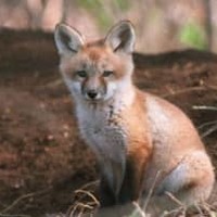 ピッチにキツネが3回乱入。袋で遊ぶ
