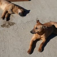 サッカー選手たちが野良犬を抱いて試合に登場！いい話だった