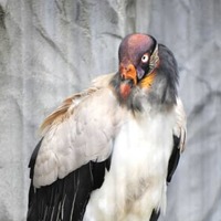 名古屋市の東山動植物園で死んだトキイロコンドルの「トキさん」＝2021年9月（同園提供）